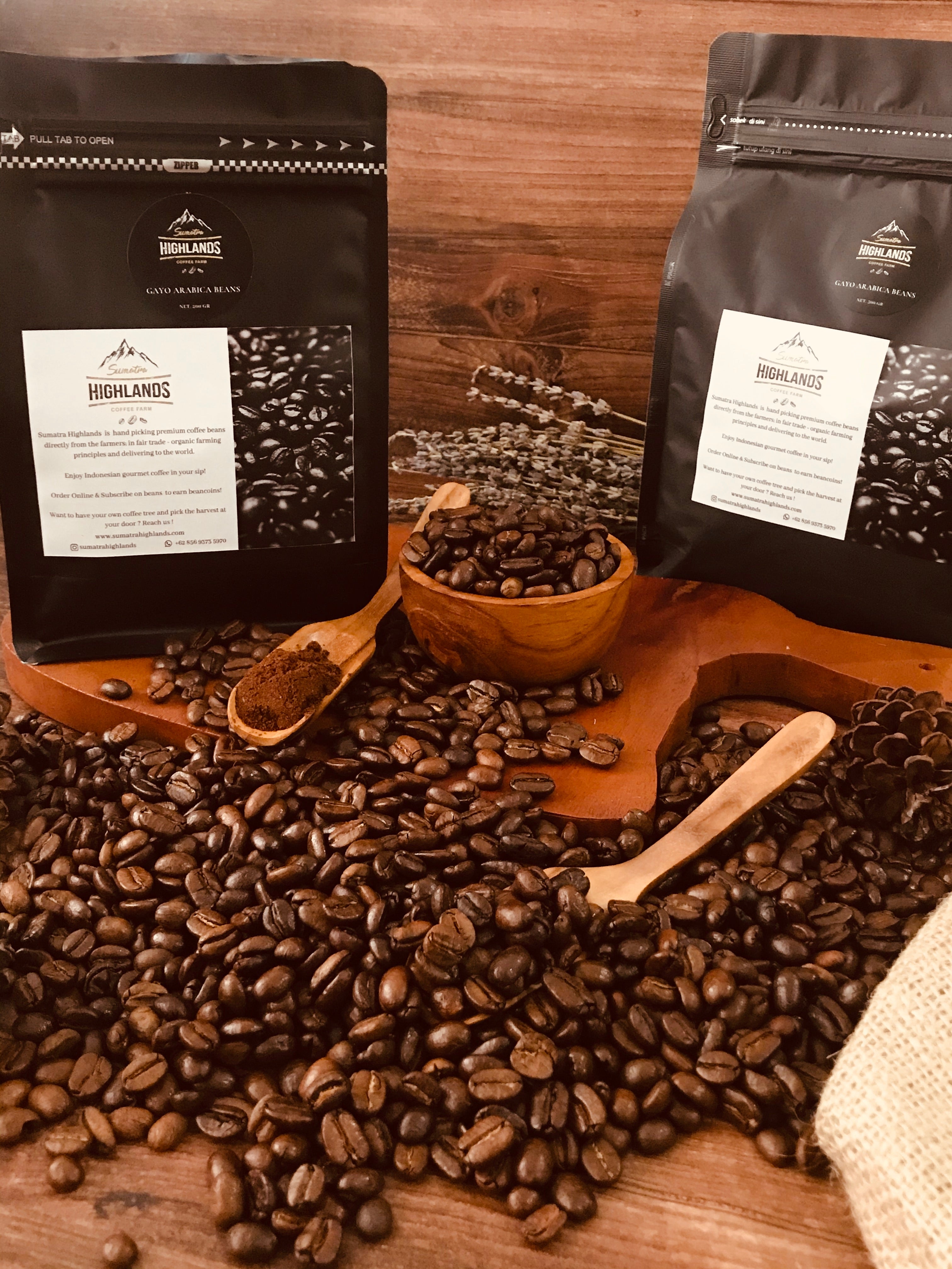 GAYO ARABICA